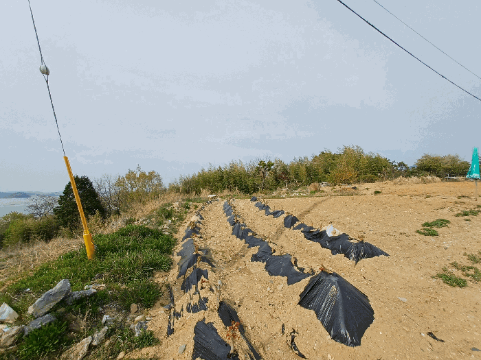 기호(2) 지상 가식상태의 관상수 등(평가대상 제외)