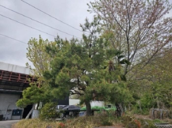 목록 3번 지상(소나무,모과,철쭉,종려나무,벚나무,산돌배나무,홍가시나무 등 정원수 식재됨)