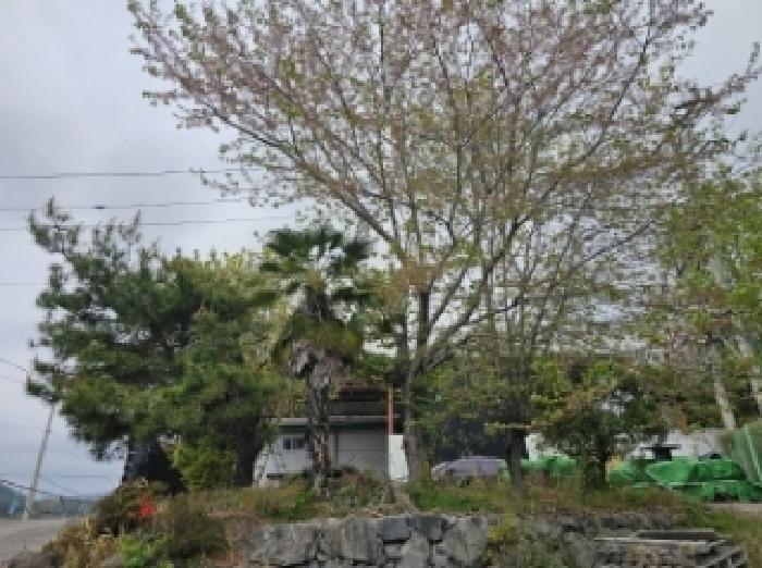 목록 3번 지상(소나무,모과,철쭉,종려나무,벚나무,산돌배나무,홍가시나무 등 정원수 식재됨)