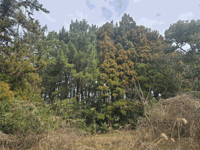 기호(3) 전경