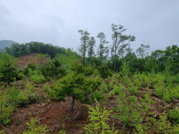 목록 1. 임야 인근 전경