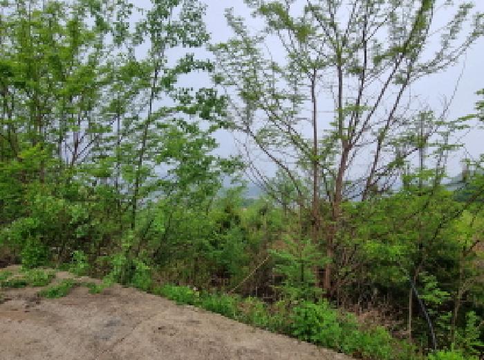 목록 1. 임야 인근 전경