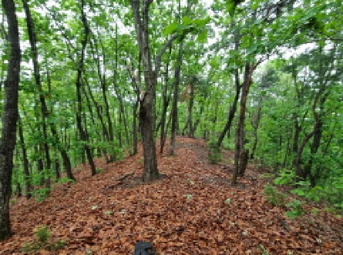 목록 1. 임야 인근 전경