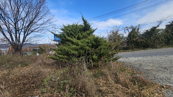 제시외 수목 전경_2