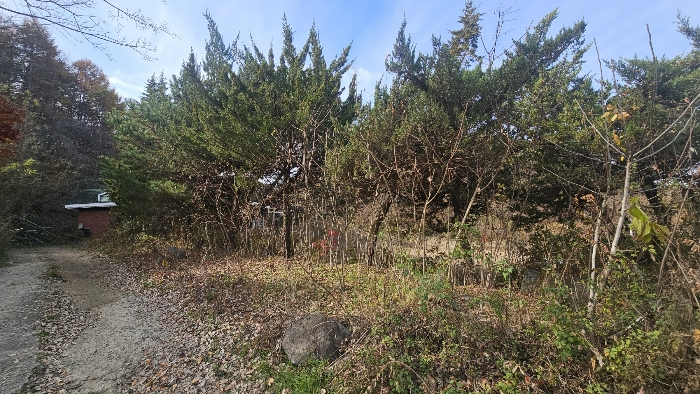 제시외 수목 전경_1