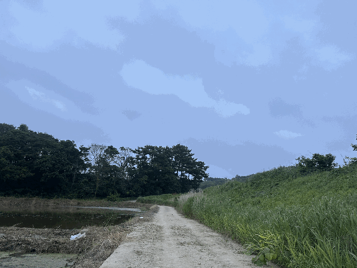 주위환경(기호4토지 남측 도로)