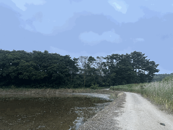 기호3토지 전경 및 주위환경(남측 도로)