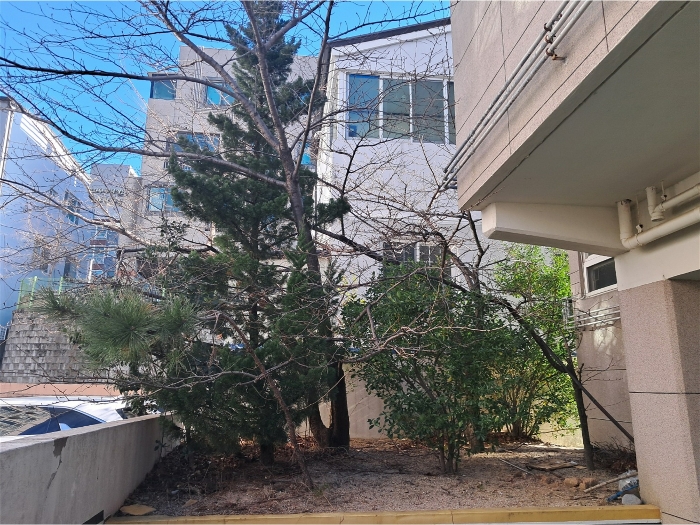 본건 토지상 소재 수목 전경