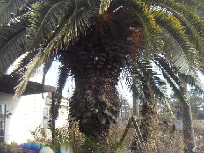 소재지1(대포동 2062) 지상에 식재된 수목 사진