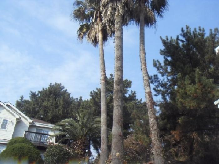 소재지1(대포동 2062) 지상에 식재된 수목 사진