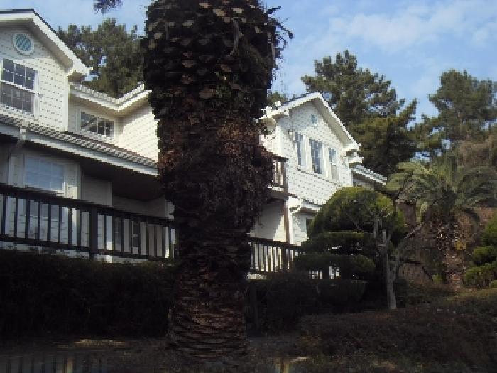 소재지3(대포동 2065) 지상에 식재된 수목 사진