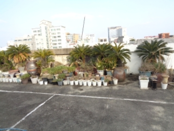 - 소재지 2(광양2길 14) 제시 건물 옥상 수목