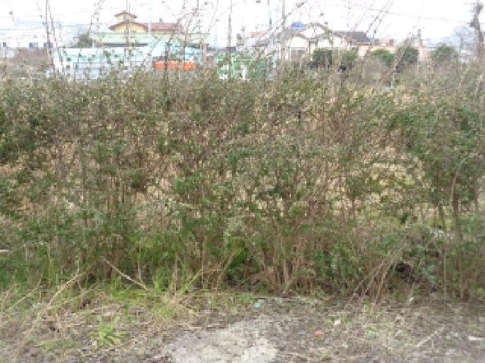 - 소재지 1(이호일동 328-1) 지상 식재된 수목2