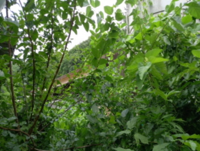 목록 1.,2., 8., 24., 25., 28., 29. 및 목록 15. 축사 등(잡풀이 무성하여 접근이 어려움)  