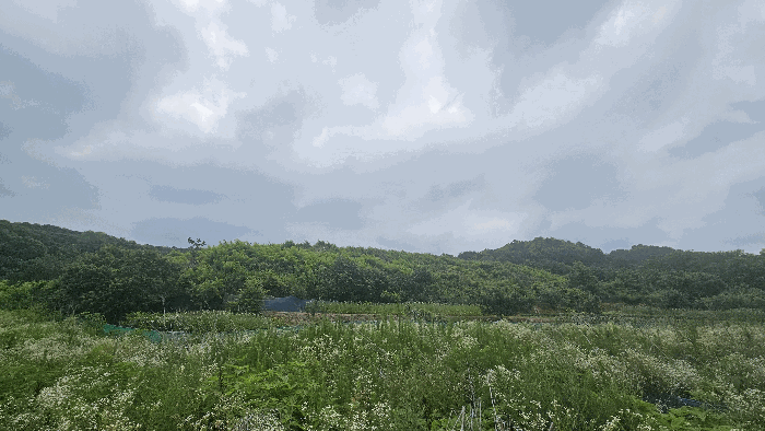 본건 기호(4) 토지 전경