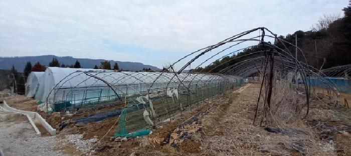 본건 토지 전경(비닐하우스)