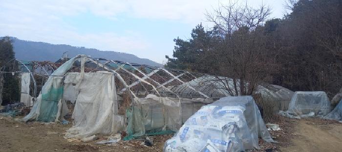 본건 토지 전경(비닐하우스)