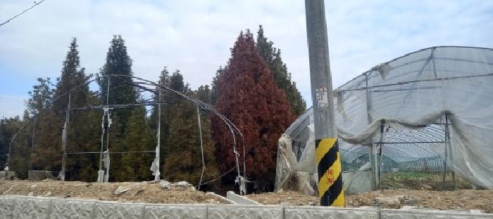 본건 토지 전경(수종미상의 수목)