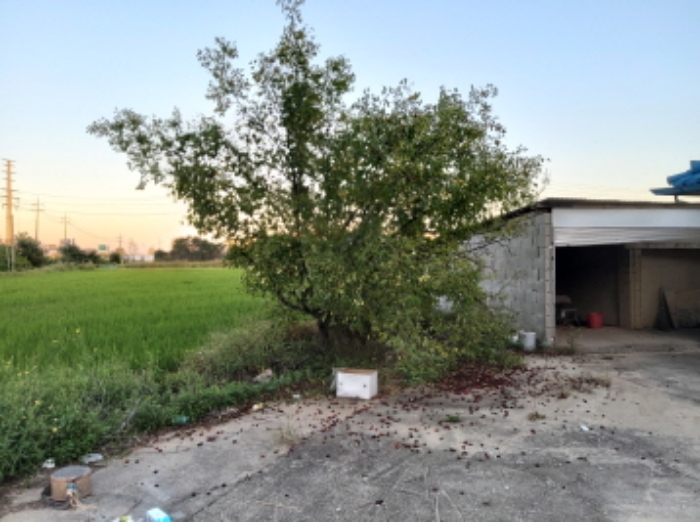 * 본건 목적물 1. 지상 대추나무 전경 