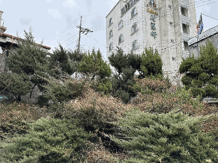 수목 및 정원석(타인(홍진화氏)소유 주장)