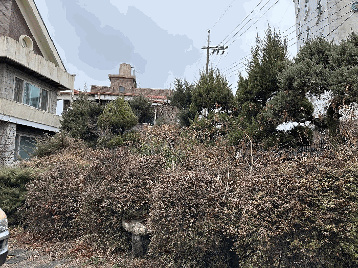 수목 및 정원석(타인(홍진화氏)소유 주장)