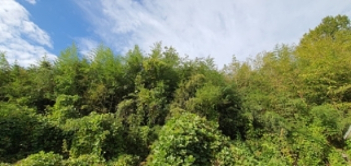 기호 12 전경