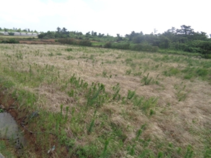 본건(판포리 2236)소재지 전경 사진