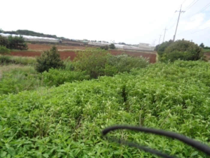 본건(판포리 2236)소재지 전경 사진