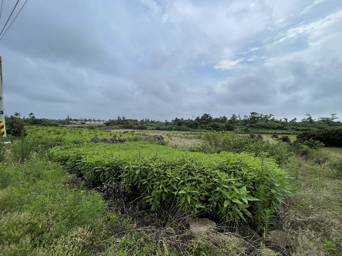 본건 전경
(촬영위치 : 본건 북동측)