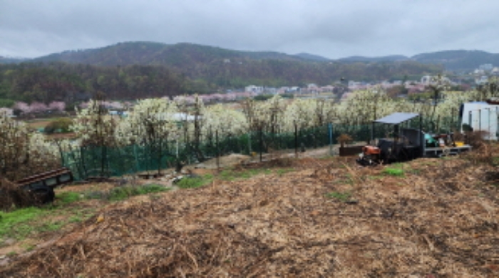 부동산의 표시 12. 제시외 과수목 있는 과수원