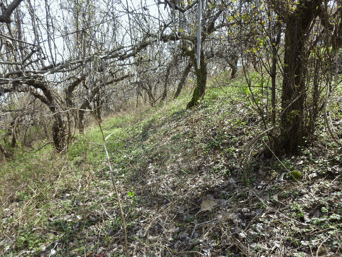 기호(12) 배나무 전경