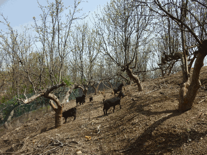 기호(12) 배나무 및 염소우리 전경