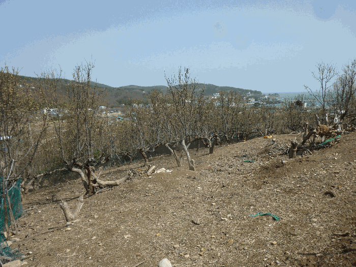 기호(12) 배나무 및 염소우리 전경