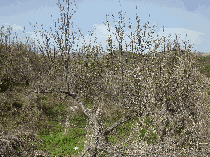 기호(12) 배나무 전경