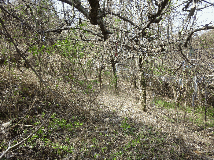 기호(12) 배나무 전경