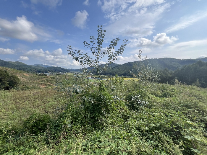 기호(4,5,11,12) 전경