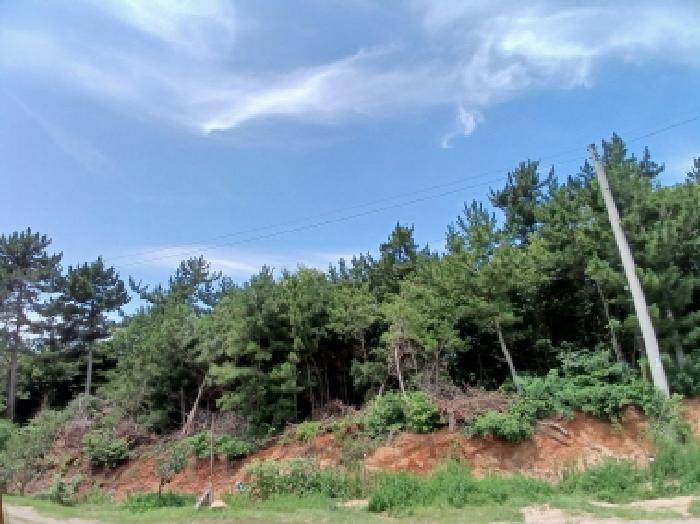 전경(임야)