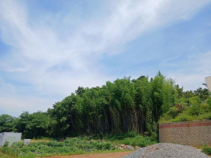 전경(임야)