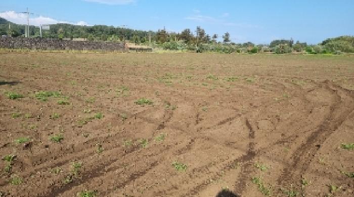 소재지1(세화리 2778-2) 전경2