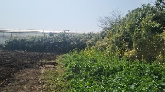 소재지1(세화리 303-1) 전경2