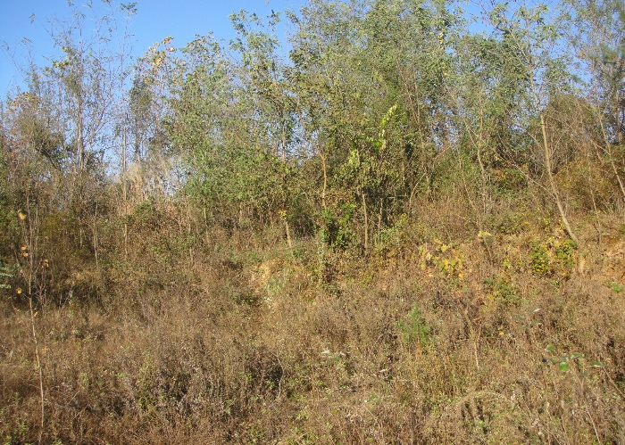 기호4 수목현황(1)