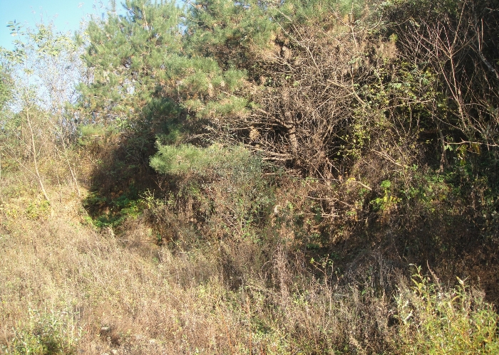 기호4 수목현황(2)