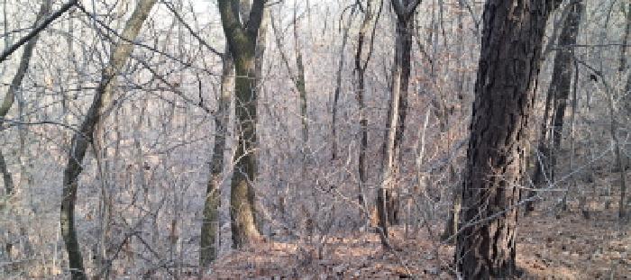 목록2 임야 전경(2)