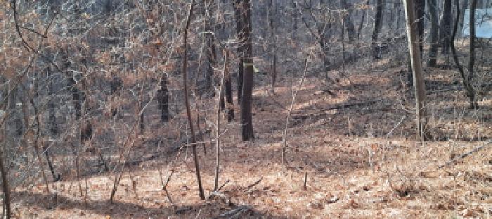 목록3 임야 전경(1)