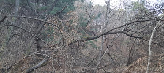 목록4 임야 전경(5)