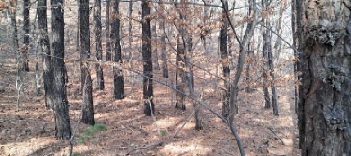 목록4 임야 전경(2)