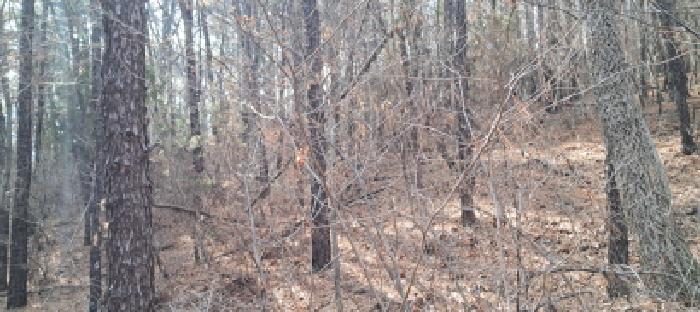 목록1 임야 전경(1)