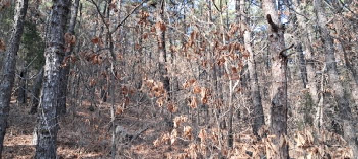 목록4 임야 전경(3)