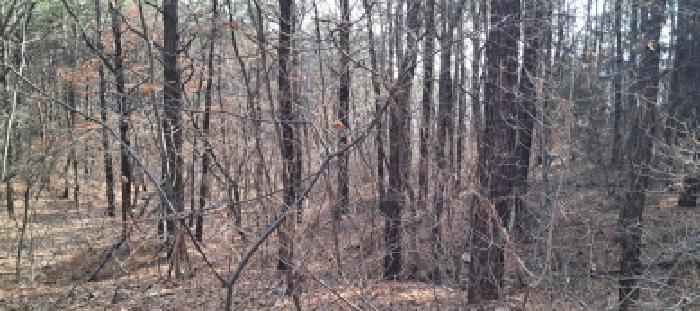 목록1 임야 전경(2)