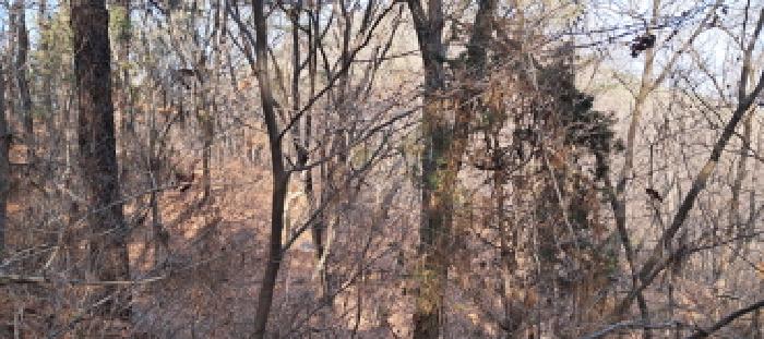 목록2 임야 전경(1)